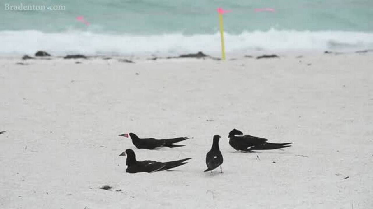 Planning to light fireworks on the beach? Here’s why you shouldn’t, advocates warn.