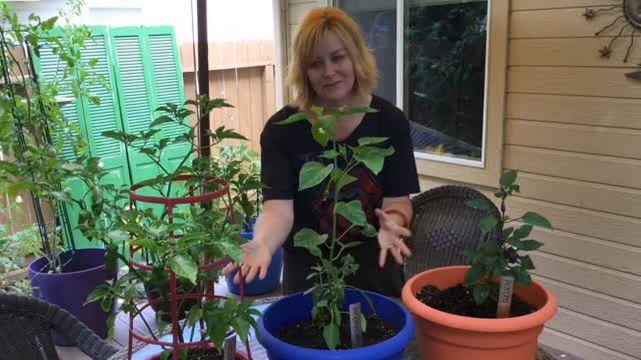Dig In video series: Grow peppers in pots as fail-safe