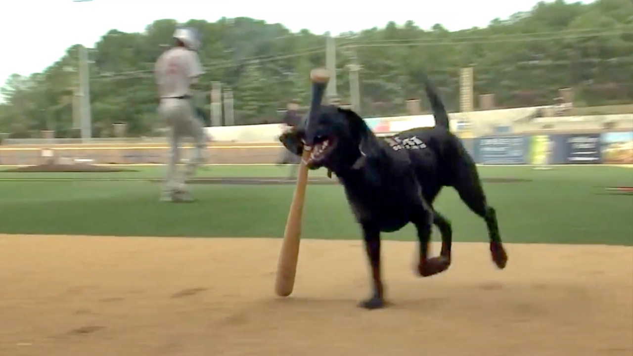 Ripken the Bat Dog has died