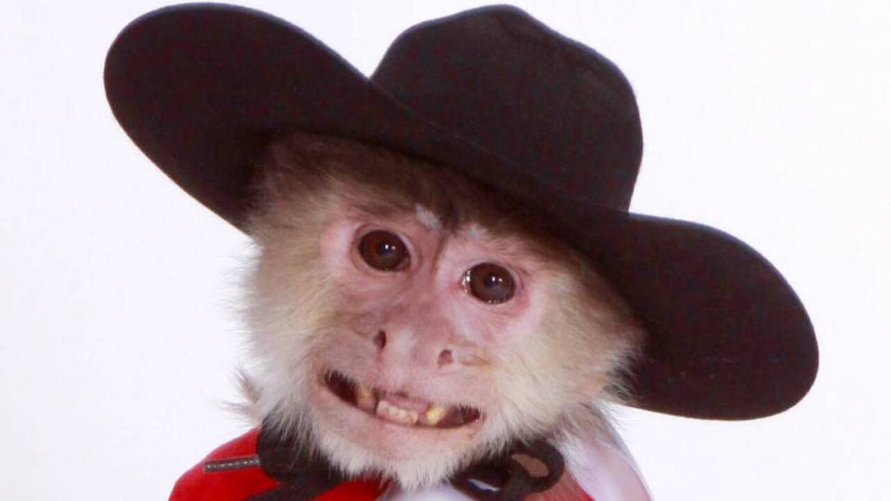 Whiplash the Cowboy Monkey in action