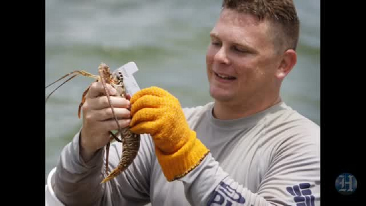 South Florida lobster mini-season safety tips