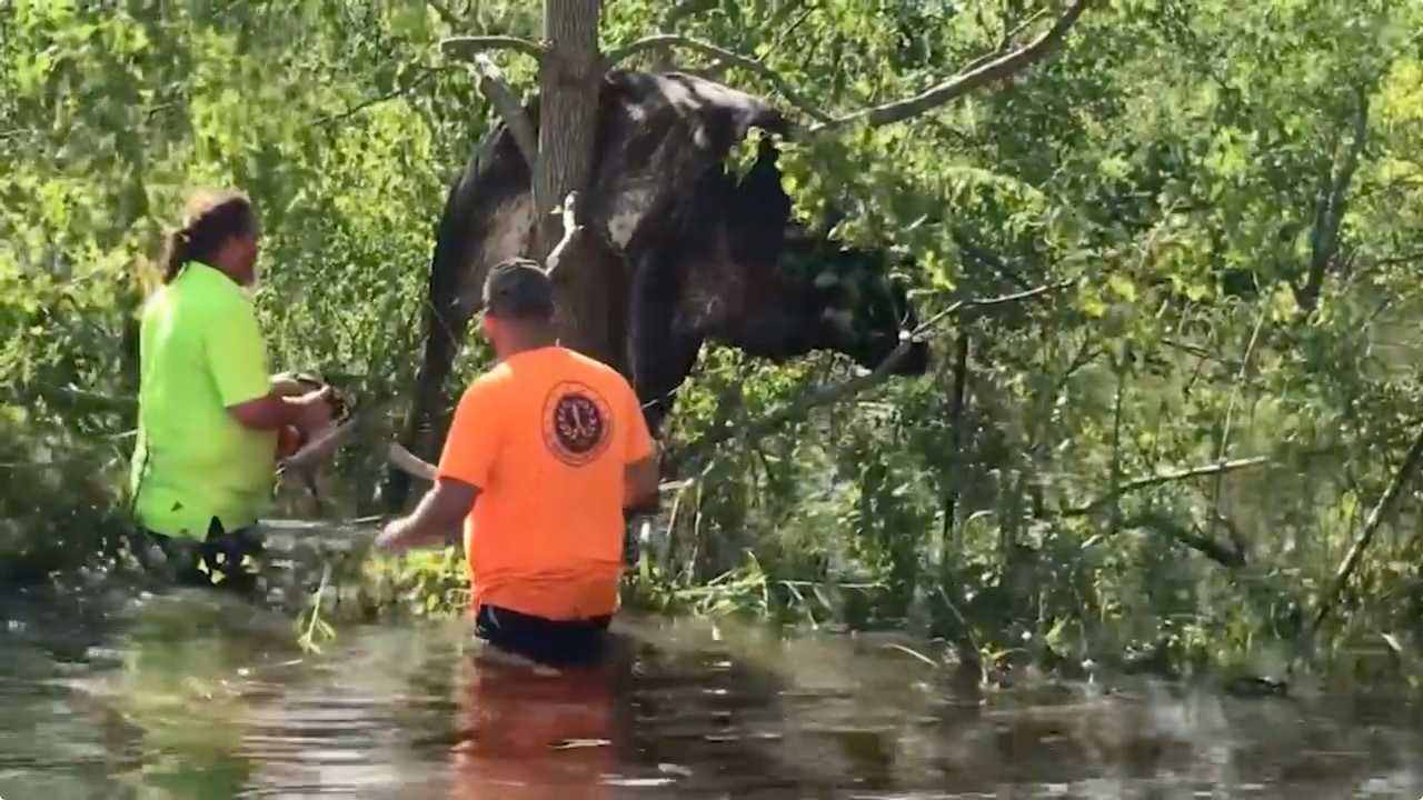 Ida floodwaters leave cow stranded in tree in Louisiana, video shows