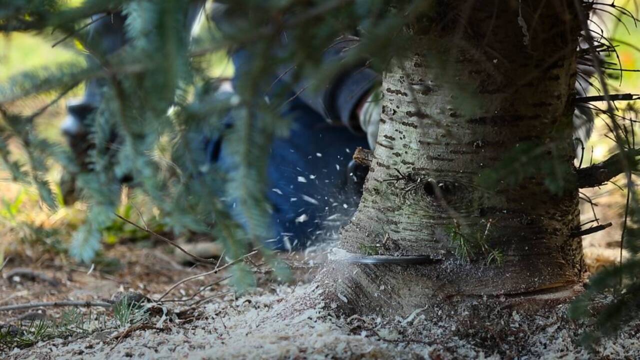 Video: What it takes to be a White House Christmas tree