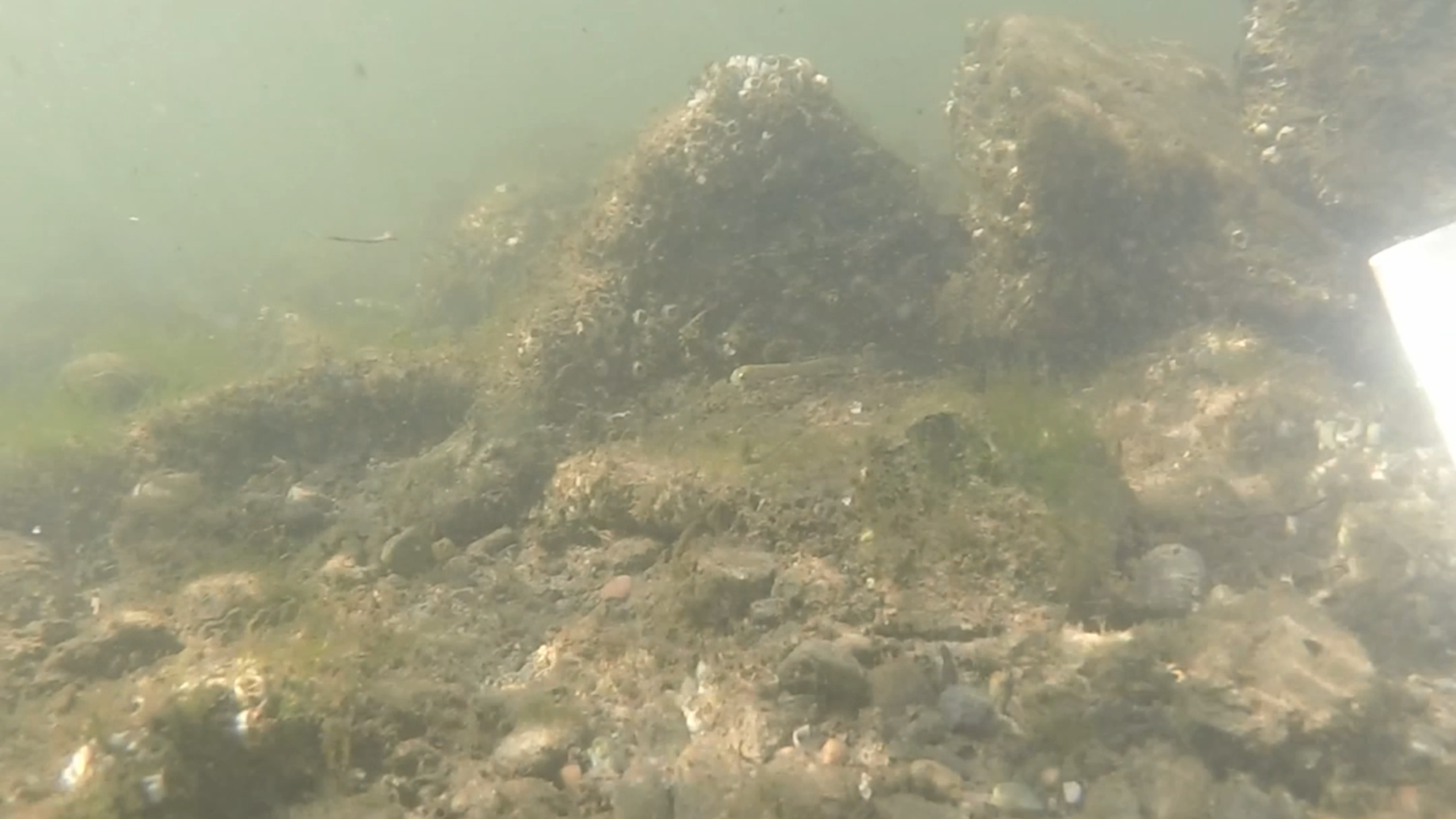 Salmon Fry Released in Bellingham