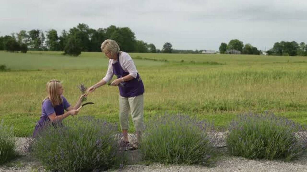 Mother Daughter team up to run lavender farm