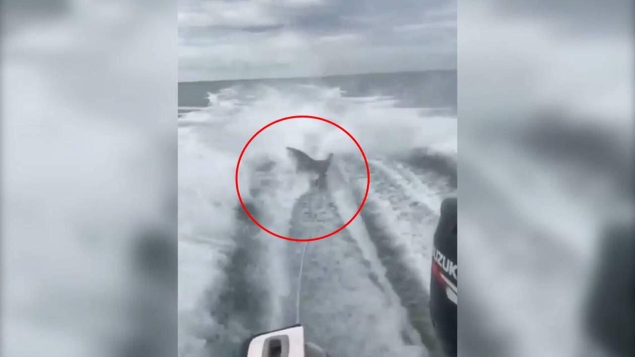 Who’s the real animal? The shark abuser