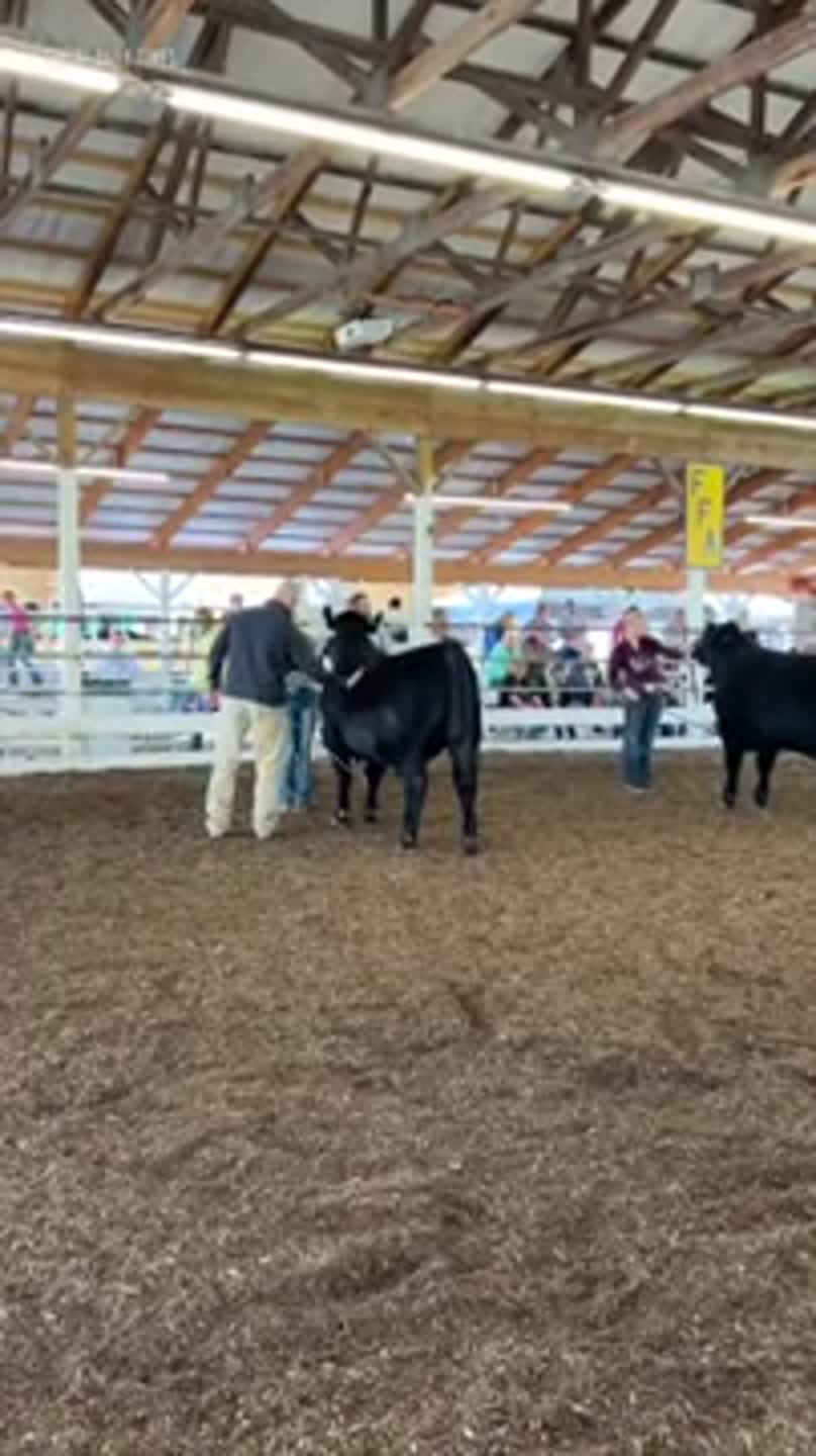 Kids from across Centre County compete in the open beef show at Grange Fair