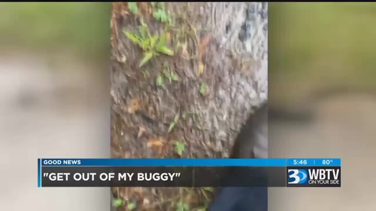 Sneaky snake turns the tables on farmer in hilarious video