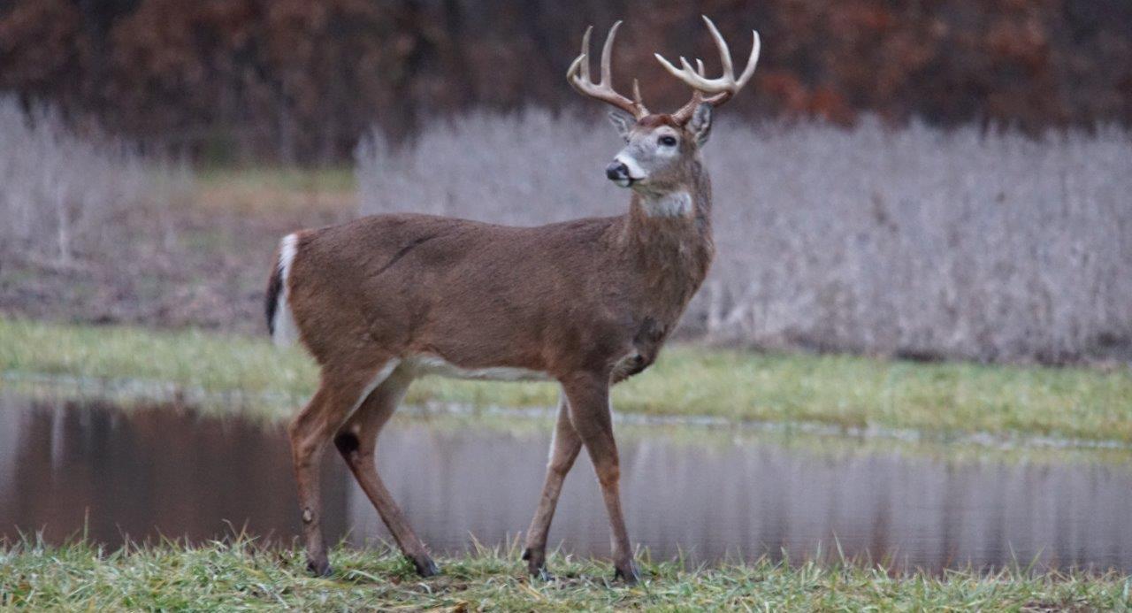 What to know about Chronic Wasting Disease