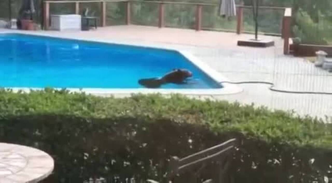 Bear cools off in family’s swimming pool