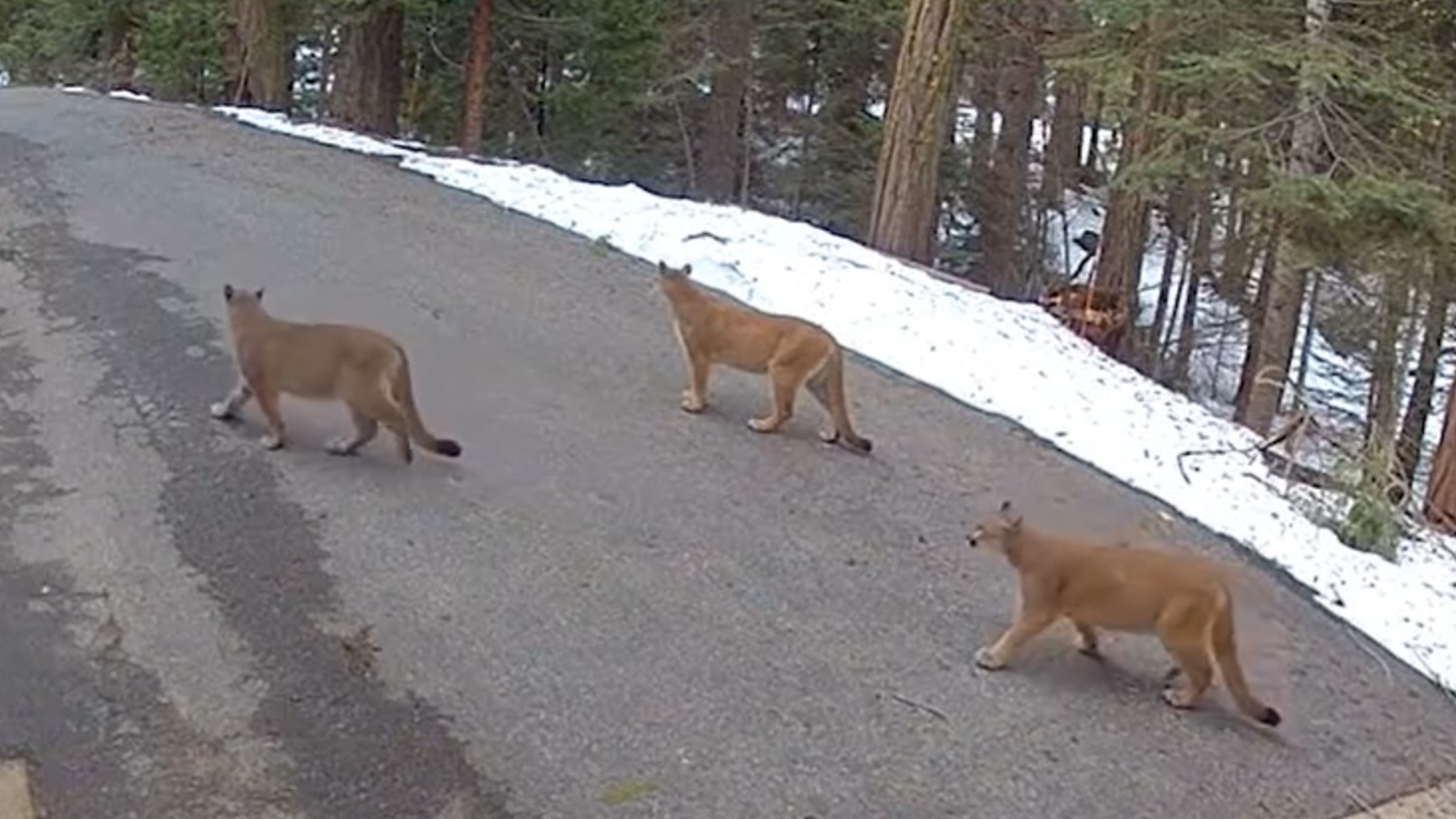 Trio of apex predators prowl along Shaver Lake property. See ‘incredible’ video