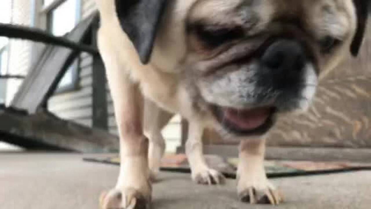 Norton The Pug reviews Doo-Doggy treats