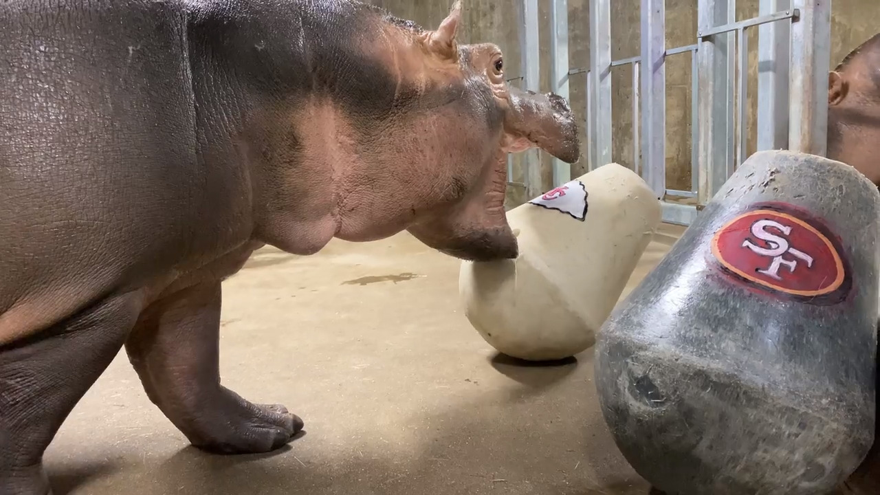 Fiona the hippo makes her Super Bowl pick