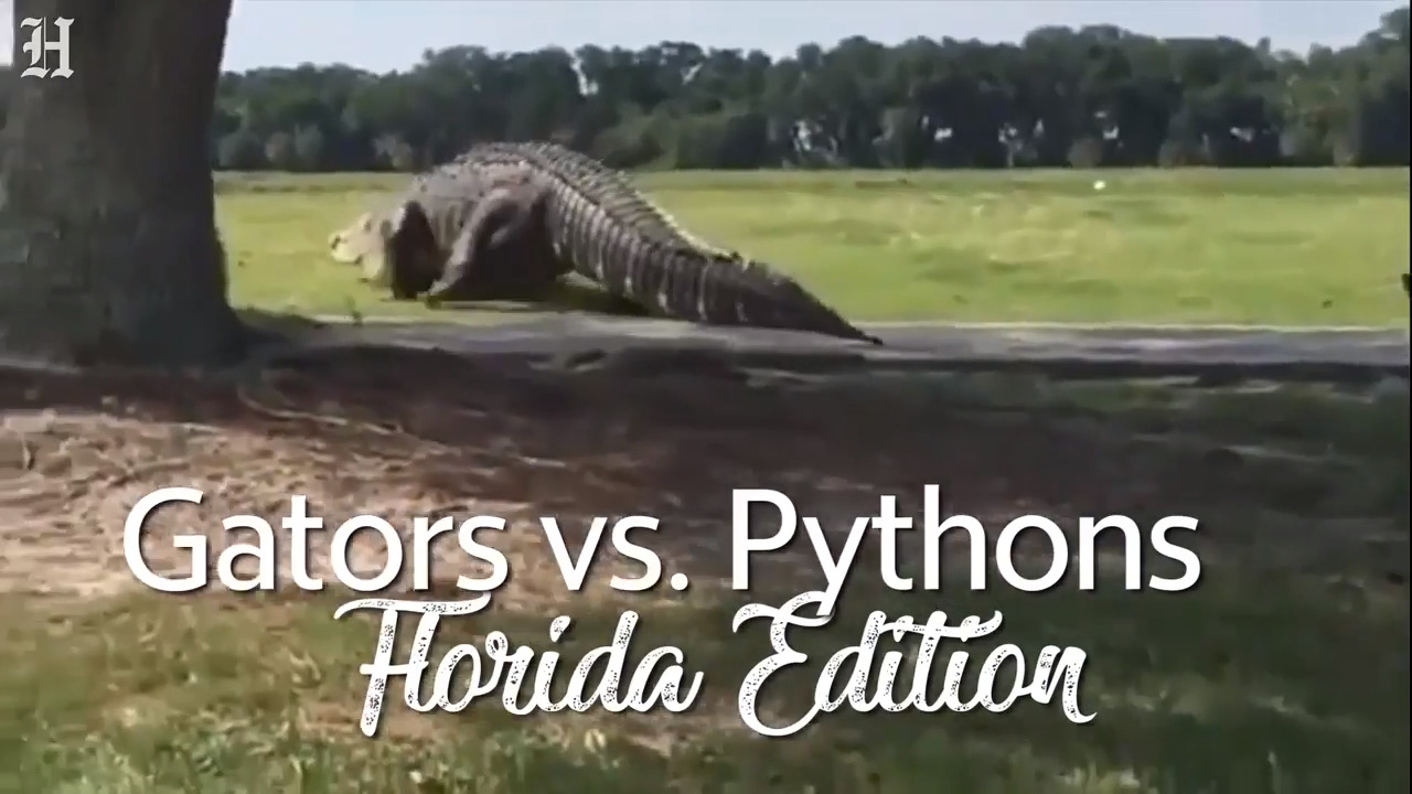 Gators vs. Pythons: Florida Edition
