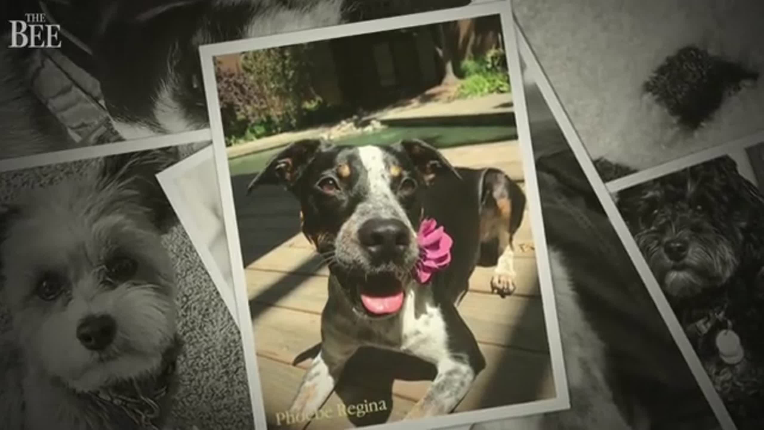 Meet some of the fetching nominees for our cutest dog contest