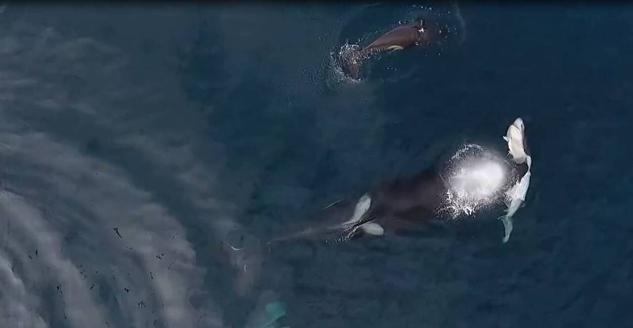 Watch killer whales feast on a shark off the Central Coast