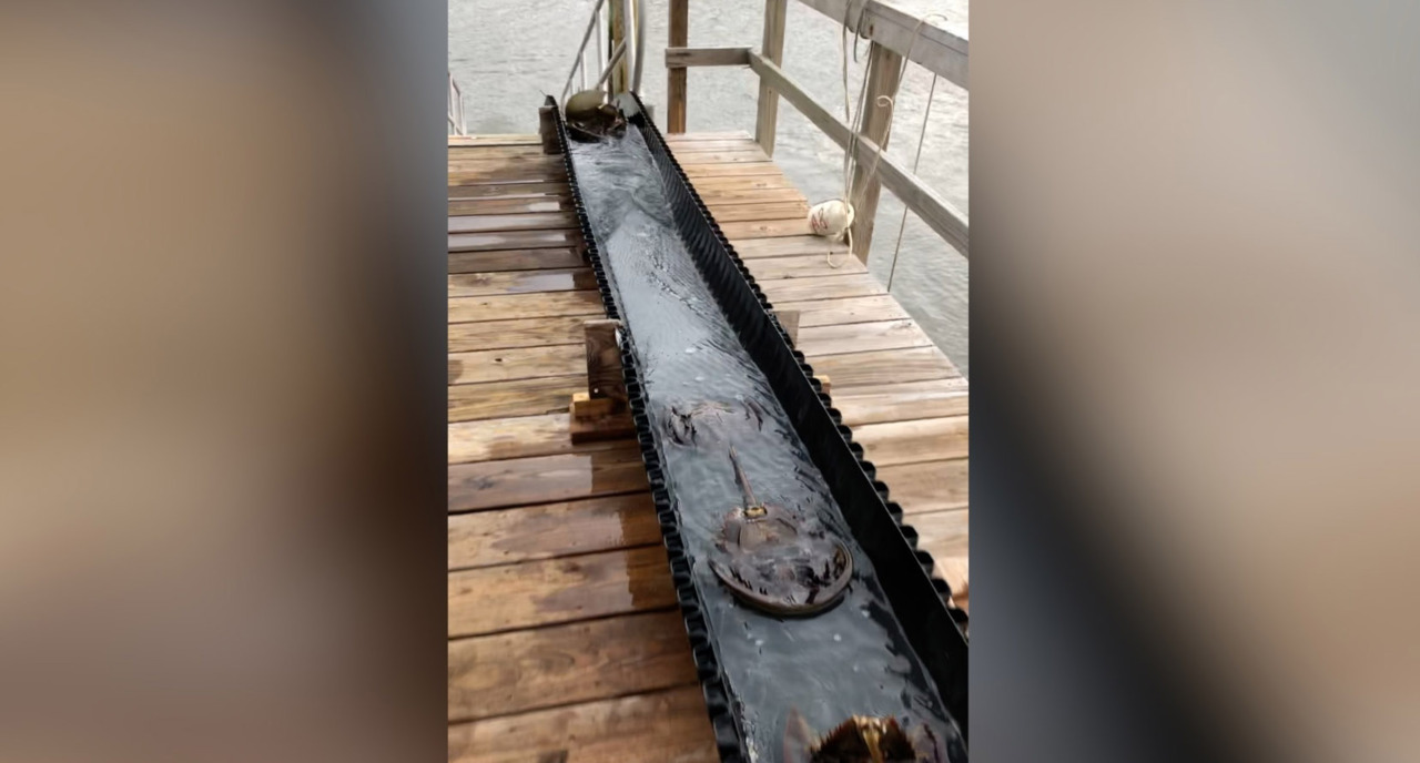 Waterslide: After being bled in SC, horseshoe crabs are released to the sea