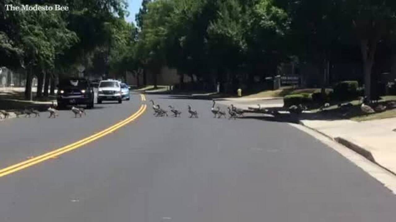 A little goose on Modesto’s Hashem Drive almost left behind