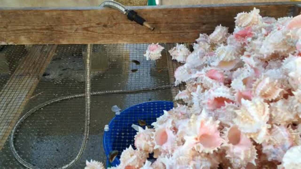 Darlene’s Shells capitalizes on unique business niche