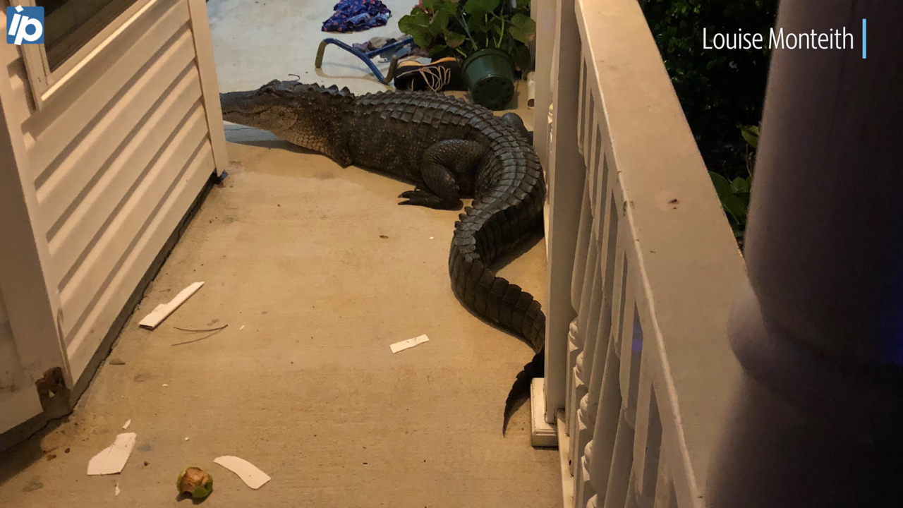 5 expert tips to keep Lowcountry alligators and snakes out of your yard without a fence