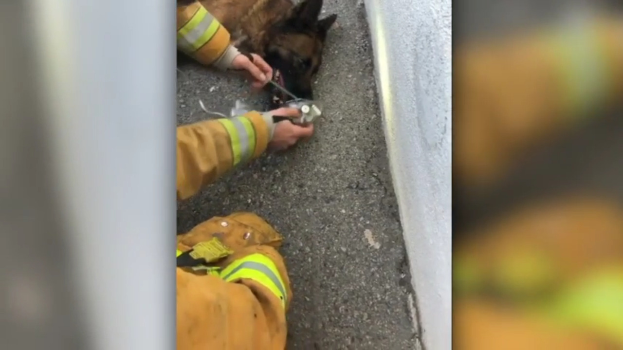 Watch firefighters help German shepherd breathe after rescue from California fire