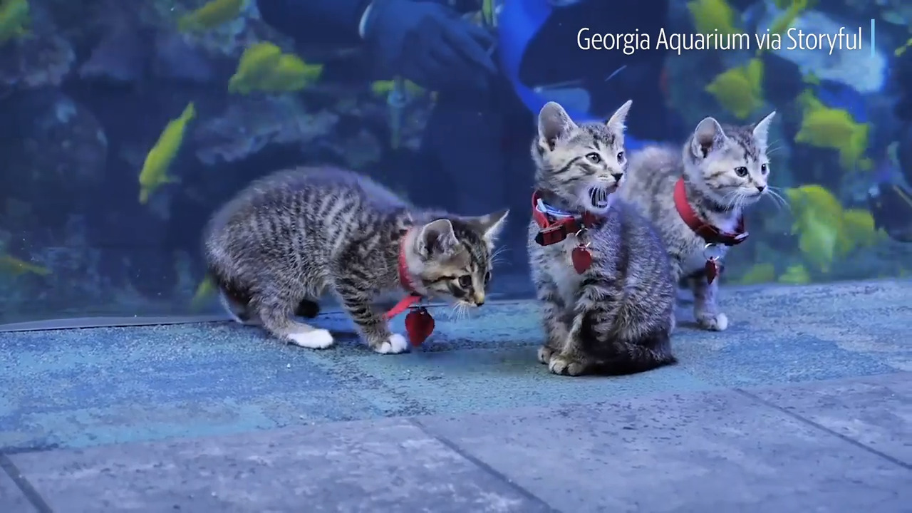 Watch these adorable kittens explore the Georgia Aquarium during coronavirus closure