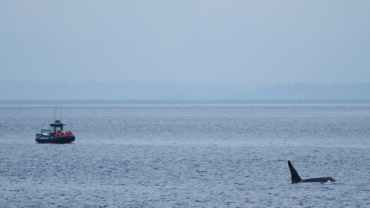 Changing whale populations calls for stricter rules and regulations for boaters