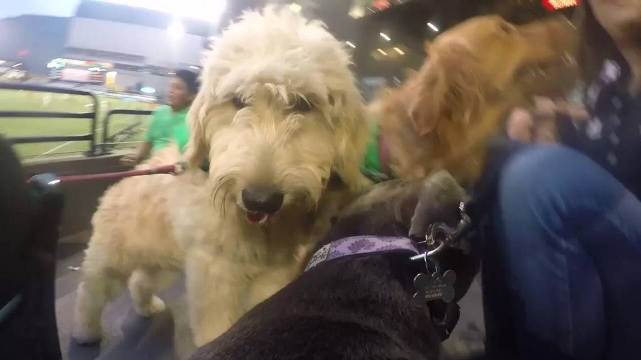 GoPro captures dog's mischievous journey around Providence Park during Portland Timbers game