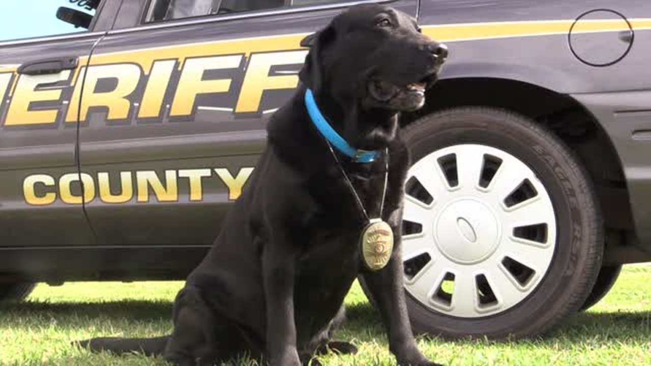 Beloved former member of York County Sheriff’s Office dies. A 4-legged dog named Justice.