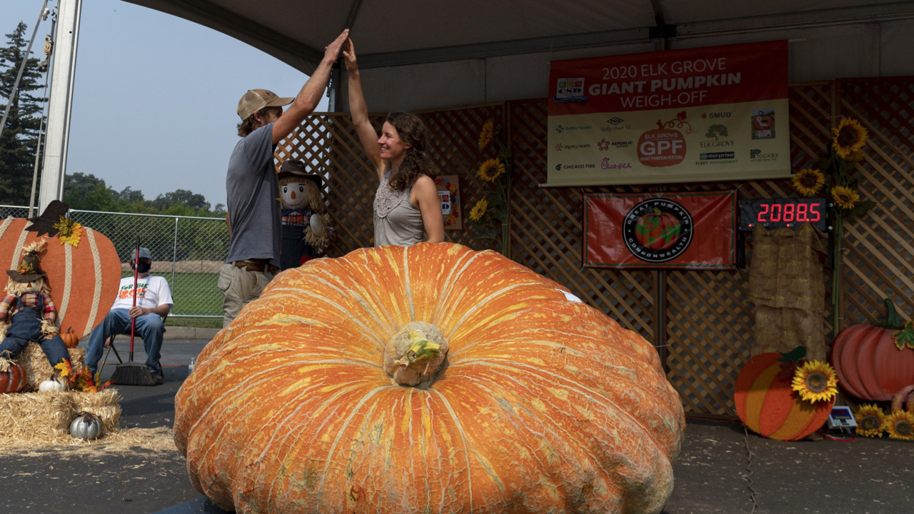 ‘I’m kind of in shock.’ See the 2,089-pound winner of Elk Grove’s Giant Pumpkin Festival