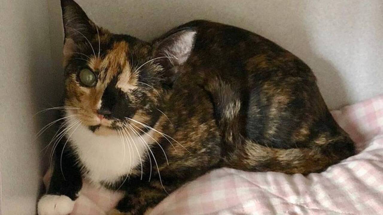 Curious, one-eyed cat Mimi doesn’t let anything hold her back