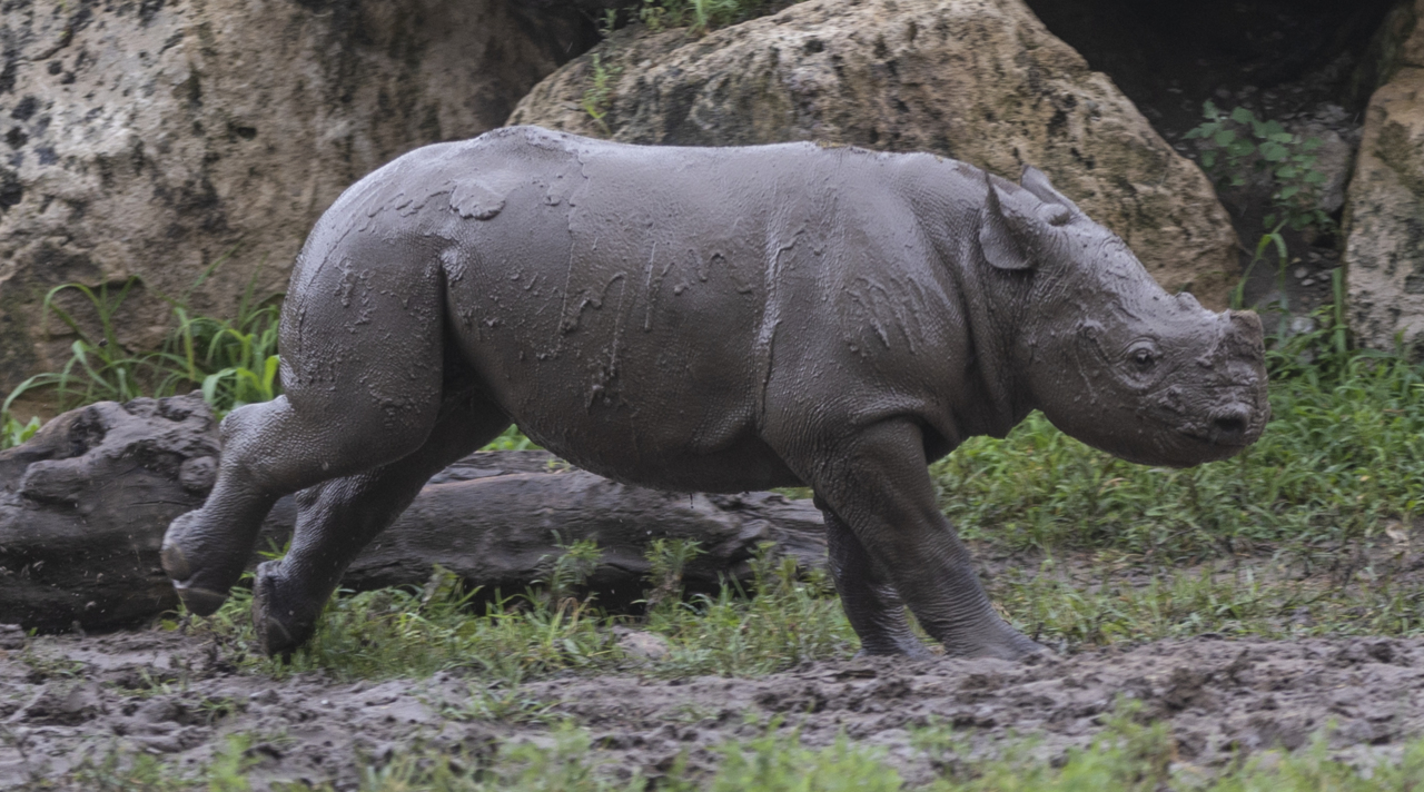 Baby rhino is the star attraction for zoo visitors