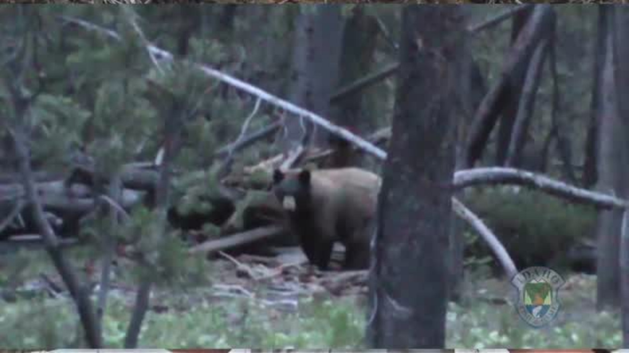 Bear baiting is legal in Idaho, and Fish and Game offers tips on how to do it