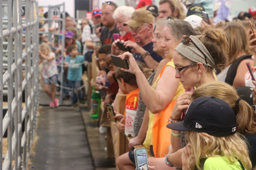 Sometimes you just have to man up to the armadillo and take the backyard war to him