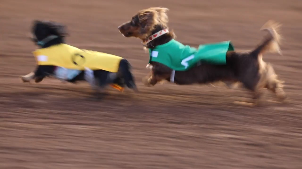 You’ve got to see these wiener dogs racing