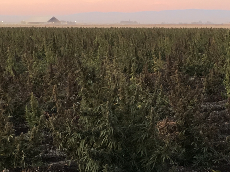 Nearly 200 acres of marijuana discovered in Merced County