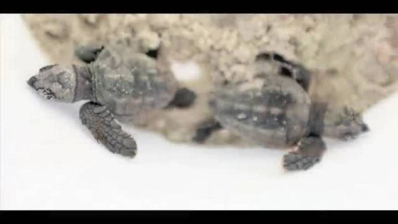 Sea turtles hatch in Myrtle Beach area