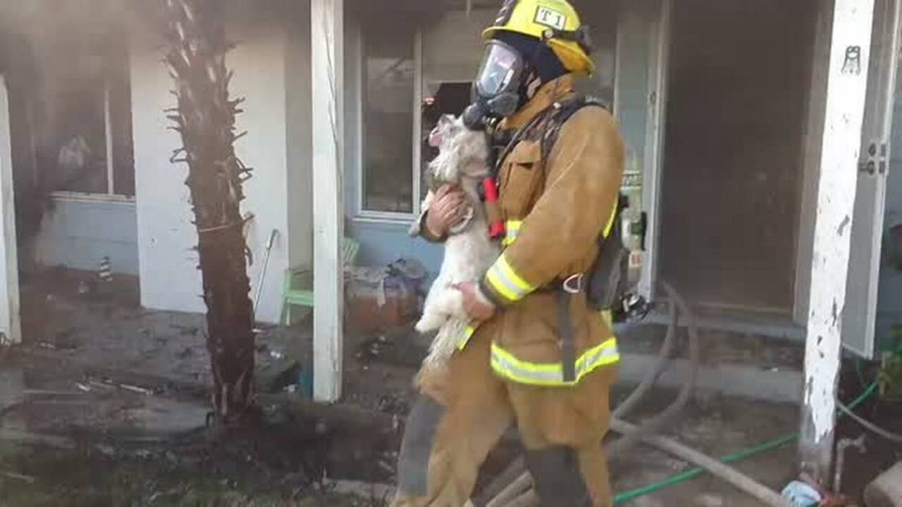 Watch firefighters revive a dog after a scary house fire