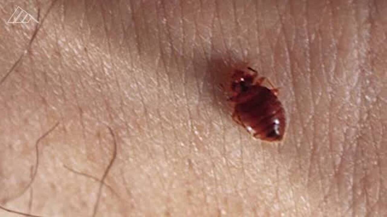 Keeping bed bugs from spreading in your home