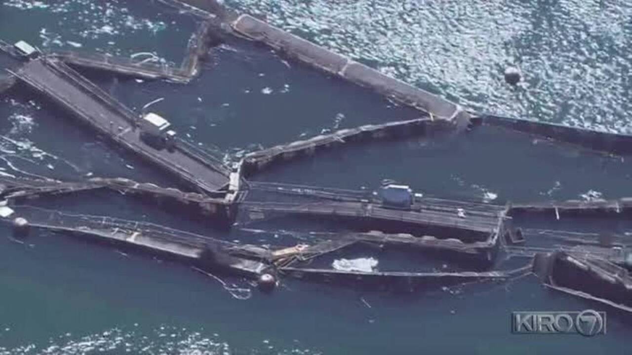 Is the claim the eclipse caused Puget Sound’s Atlantic salmon jailbreak just a fish story?