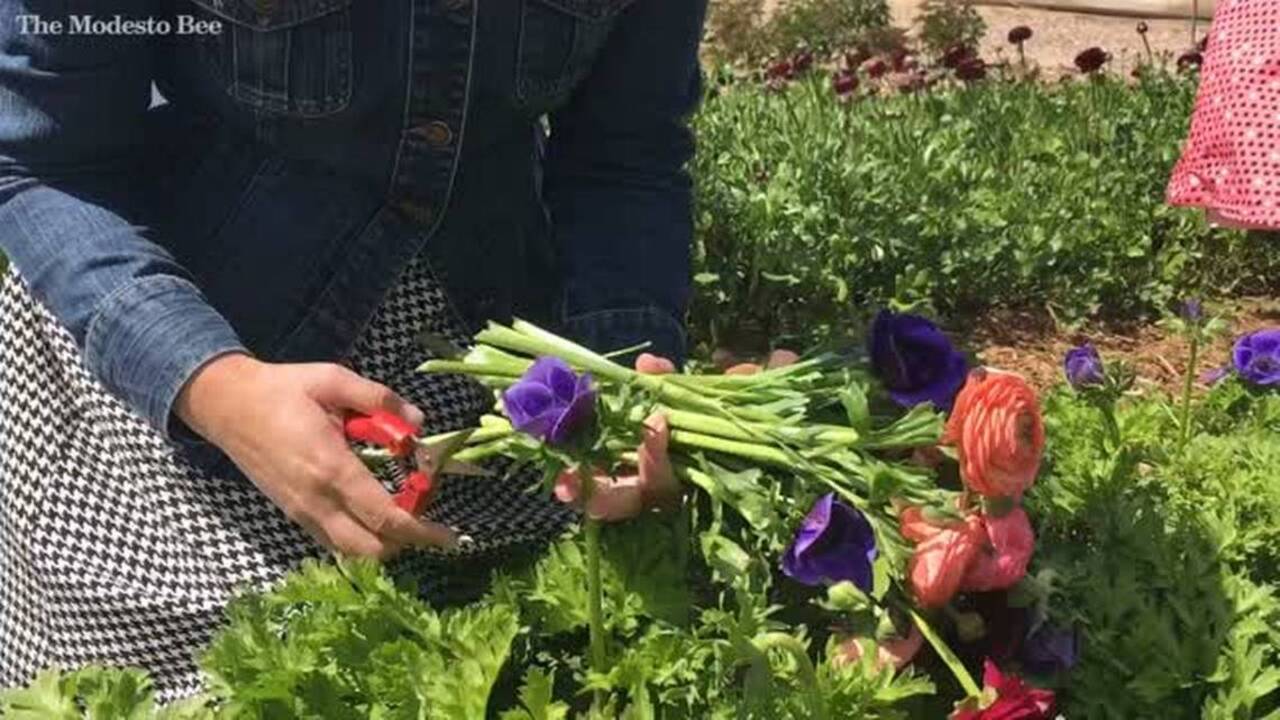 Stanislaus crop report for 2021: Almonds dip, milk rises and cherries crack Top 10