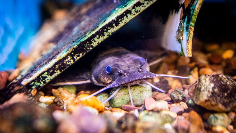 Look inside the Raleigh facility breeding the state’s rarest aquatic species