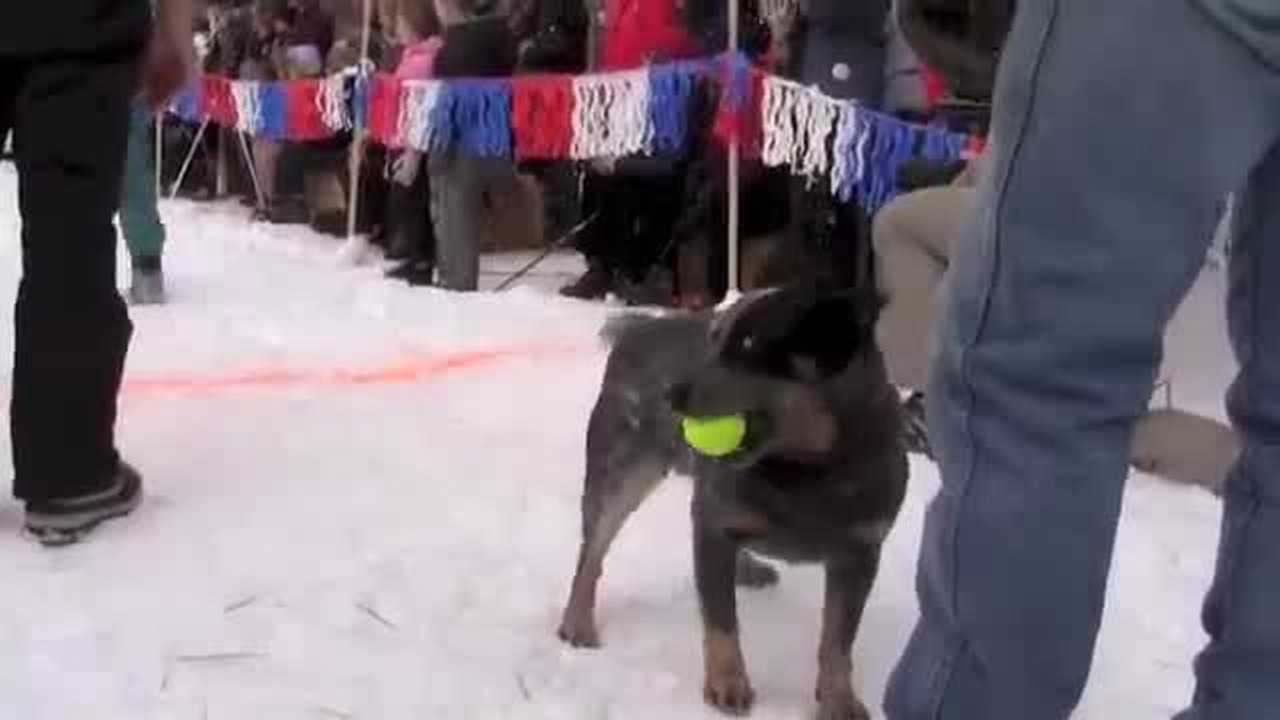 The Monster Dog Pull of 2013
