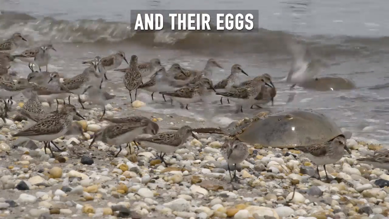 Horseshoe crabs save our lives. What are we doing to help save theirs?