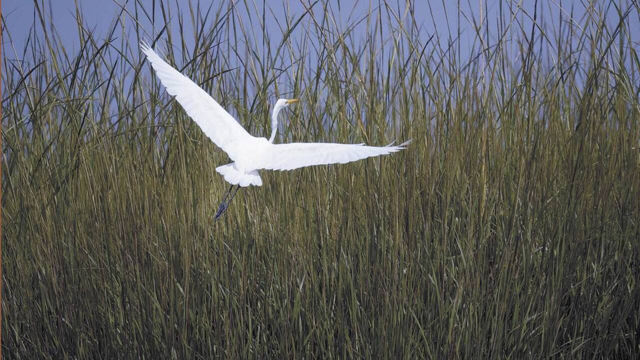 Where can you see alligators, egrets and dolphins? 3 top Lowcountry locations