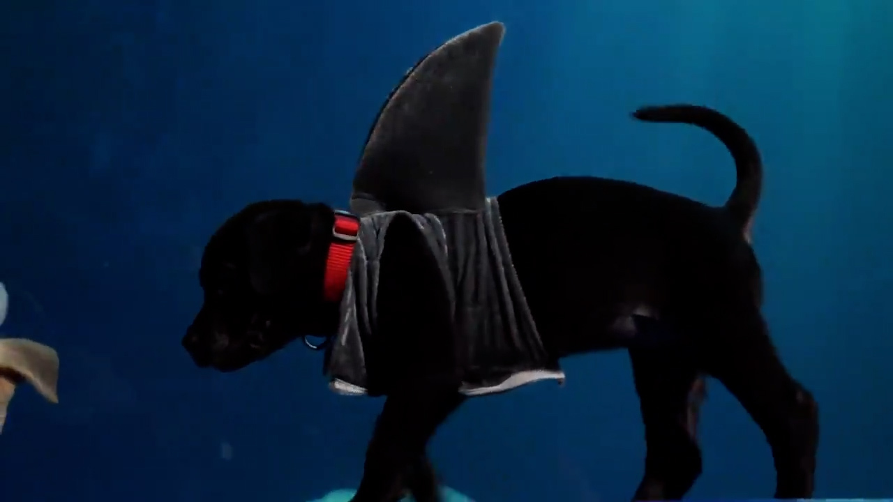 Rescue pups wear shark costumes to visit Georgia aquarium