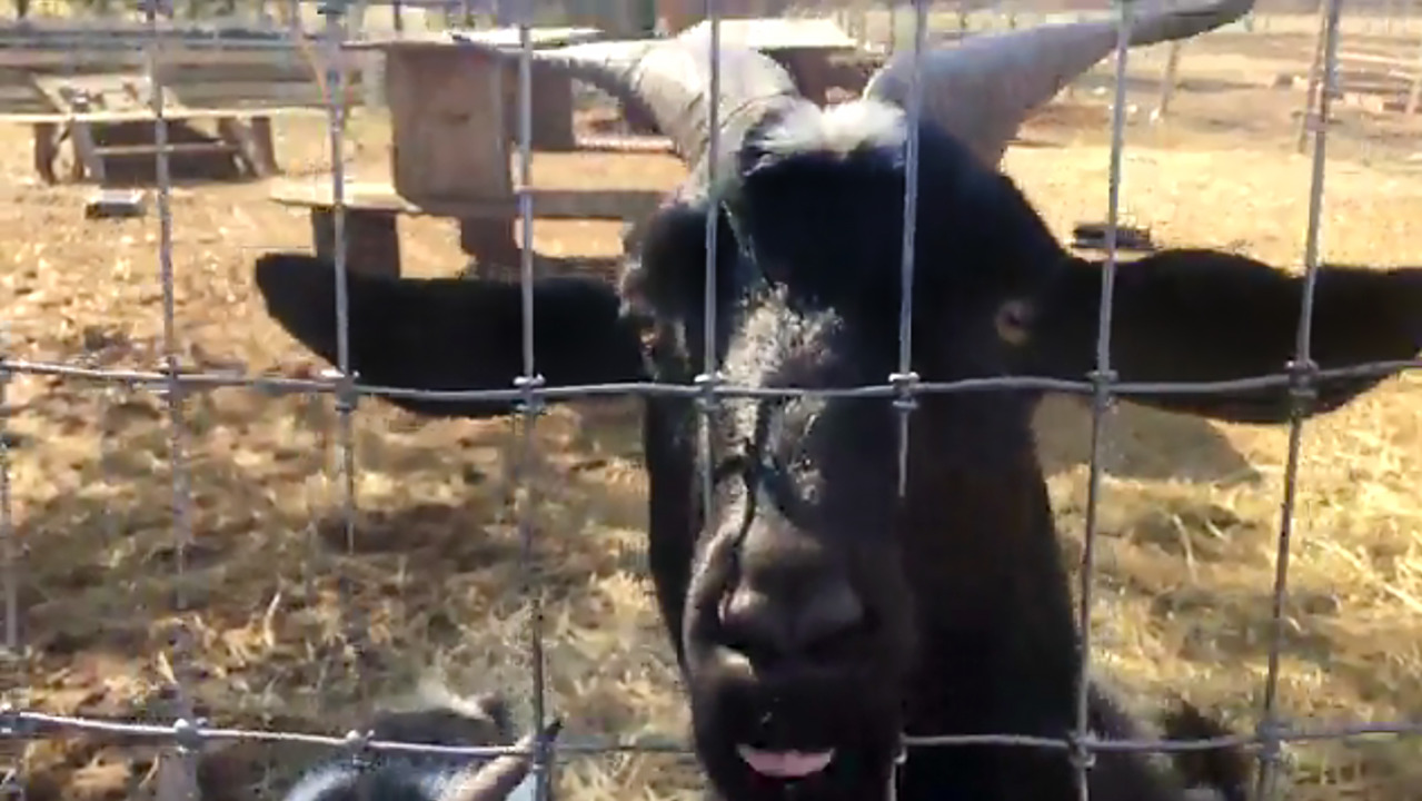 Goats: The newest Valentine’s Day gesture of love