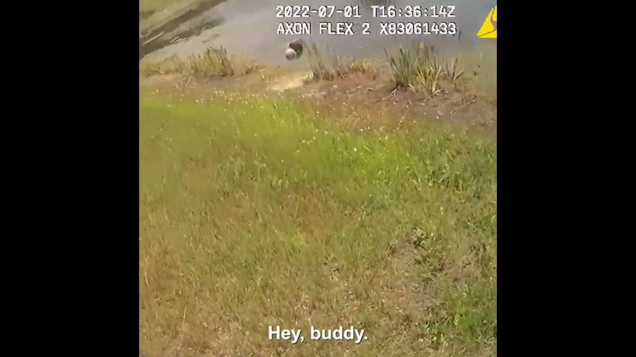 “Lo encontré, está en el agua”. Video muestra rescate de hombre de 81 años en estanque de Florida
