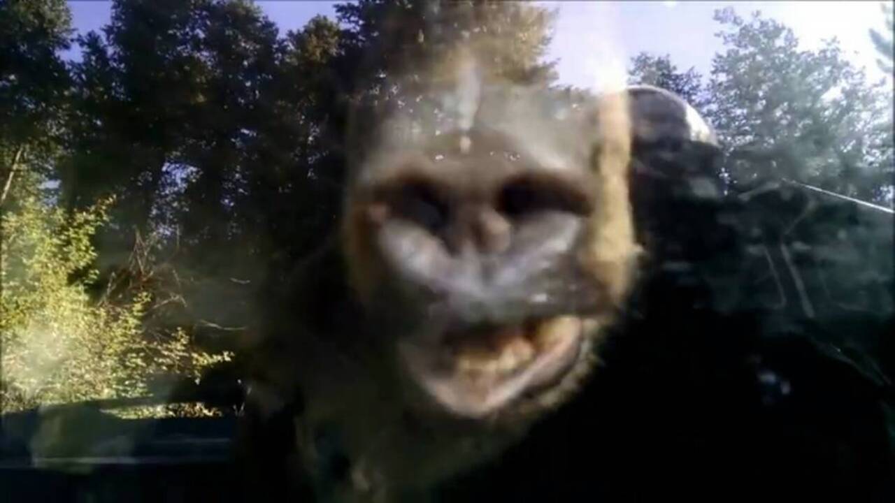 This is what happens when a bear gets into your Subaru – and closes the door