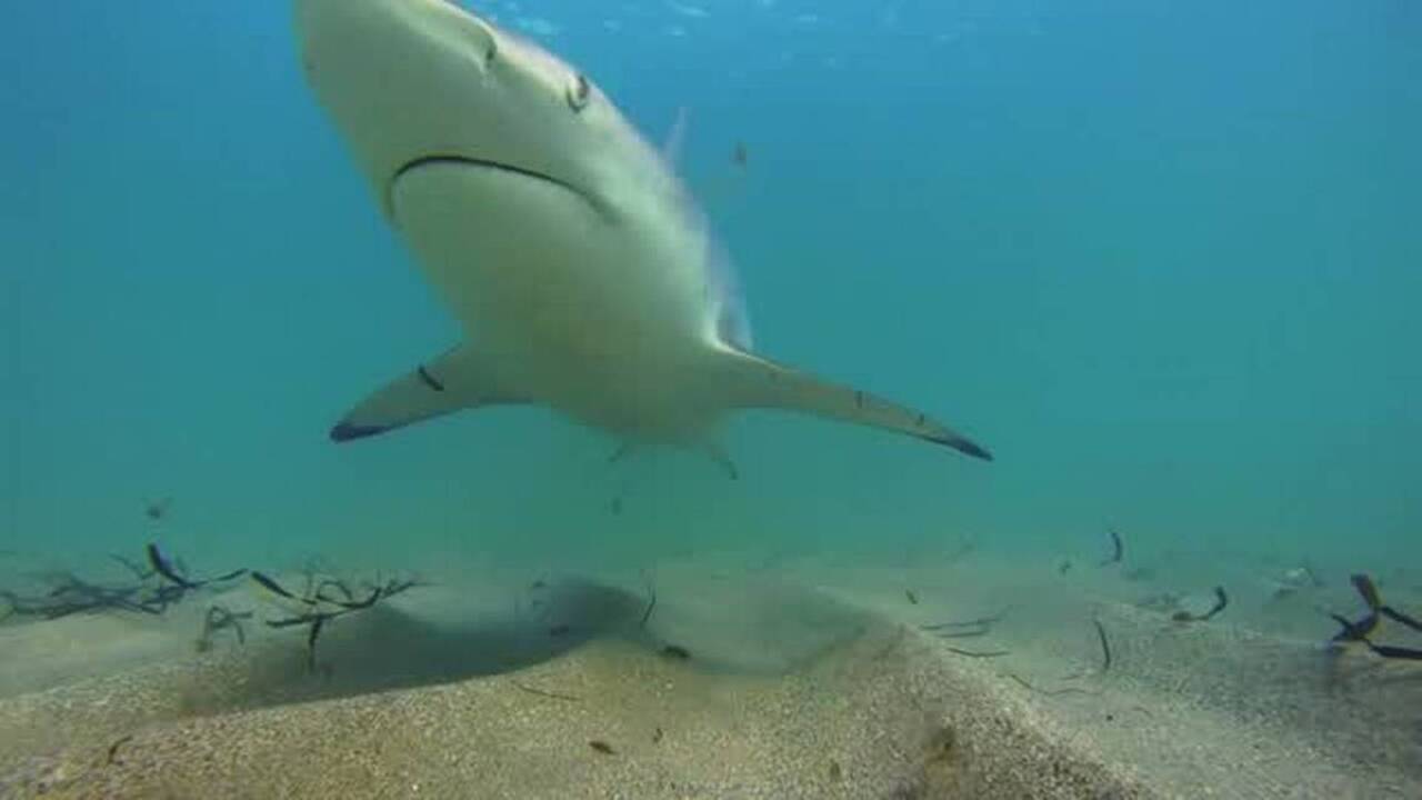 This season brings a smaller, feistier shark species that lurks close to shore